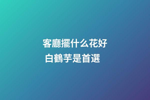 客廳擺什么花好 白鶴芋是首選
